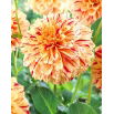 Dalia - Painted Madam