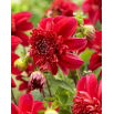Dalia - Inca