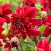 Dalia - Inca