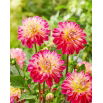 Dalia - Double Shine - GIGA paczka! - 50 szt.