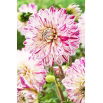 Dalia - Smokey - GIGA paczka! - 50 szt.