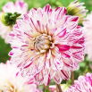 Dalia - Smokey - GIGA paczka! - 50 szt.