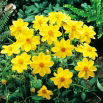 Dalia - Yellow Sneezy