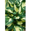 Funkia - Hosta Colored Hulk