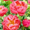 Piwonia, Paeonia - Coral Charm - sadzonka - GIGA paczka! - 50 szt.