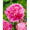 Piwonia, Paeonia - Jacorma - sadzonka - duża paczka! - 10 szt.