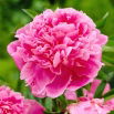 Piwonia, Paeonia - Jacorma - sadzonka - duża paczka! - 10 szt.