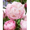 Piwonia, Paeonia - Lady Alexandra Duff - sadzonka - GIGA paczka! - 50 szt.