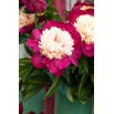 Piwonia, Paeonia - White Cap - sadzonka