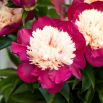 Piwonia, Paeonia - White Cap - sadzonka