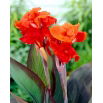 Kanna - Red King Humbert - GIGA paczka! - 50 szt.