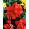 Kanna - Red Beauty