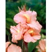 Kanna - Salmon Beauty