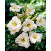 Liliowiec Longfields Beauty