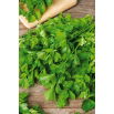 Seler liściowy Jemny - duża zawartość olejków aromatycznych, szybko odrasta po ścięciu