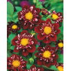 Dalia - Impression Fantastico - GIGA paczka! - 50 szt.