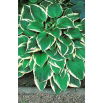 Funkia - Hosta Fortunei Francee - GIGA paczka! - 50 szt.