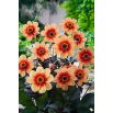 Dalia - Sunshine - GIGA paczka! - 50 szt.