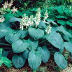 Funkia - Hosta Elegans - GIGA paczka! - 50 szt.