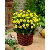 Dalia - Topmix Yellow - GIGA paczka! - 50 szt.