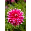 Dalia - Ac Dark Horse - GIGA paczka! - 50 szt.