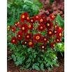 Dalia - Topmix Purple - GIGA paczka! - 50 szt.