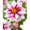 Dalia - Edge of Joy - GIGA paczka! - 50 szt.