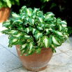 Funkia - Hosta Mediovariegata - GIGA paczka! - 50 szt.