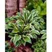 Funkia - Hosta Queen Josephine - GIGA paczka! - 50 szt.