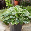 Funkia - Hosta Sorbet - czerwony ogonek liścia - GIGA paczka! - 50 szt.