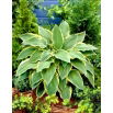 Funkia - Hosta Yellow River - GIGA paczka! - 50 szt.