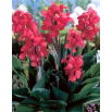 Kanna - Crimson Beauty - GIGA paczka! - 50 szt.