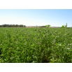 Lucerna siewna La Bella Campagnola - 0,5 kg
