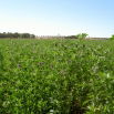 Lucerna siewna La Bella Campagnola - 0,5 kg