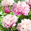 Piwonia, Paeonia - Peaches and Cream - sadzonka - duża paczka! - 10 szt.