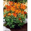 Alstremeria - Alstroemeria Orange King - duża paczka! - 10 szt.