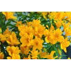 Alstremeria - Alstroemeria Lutea - GIGA paczka! - 50 szt.