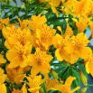 Alstremeria - Alstroemeria Lutea - GIGA paczka! - 50 szt.