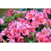 Alstremeria - Alstroemeria Roze - GIGA paczka! - 50 szt.