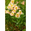 Alstremeria - Alstroemeria Majestic Layon - GIGA paczka! - 50 szt.
