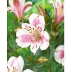 Alstremeria - Alstroemeria Majestic Fougere - GIGA paczka! - 50 szt.