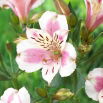 Alstremeria - Alstroemeria Majestic Fougere - duża paczka! - 10 szt.