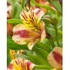Alstremeria - Alstroemeria Marguerite - duża paczka! - 10 szt.