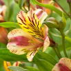 Alstremeria - Alstroemeria Marguerite - GIGA paczka! - 50 szt.