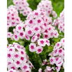 Floks (Phlox) - Płomyk wiechowaty - Younique Trendy - 1 szt.