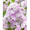 Floks (Phlox) - Płomyk wiechowaty - Cool Water - GIGA paczka! - 50 szt.