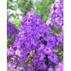 Floks (Phlox) - Płomyk wiechowaty - Blue Paradise - GIGA paczka! - 50 szt.