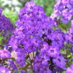 Floks (Phlox) - Płomyk wiechowaty - Blue Paradise - GIGA paczka! - 50 szt.