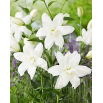 Lilia - Lotus Pure - orientalna, pełna