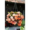 Begonia zwisająca - Splendide Apricot - 2 szt.